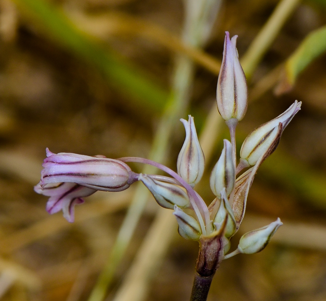 Image of Allium desertorum specimen.