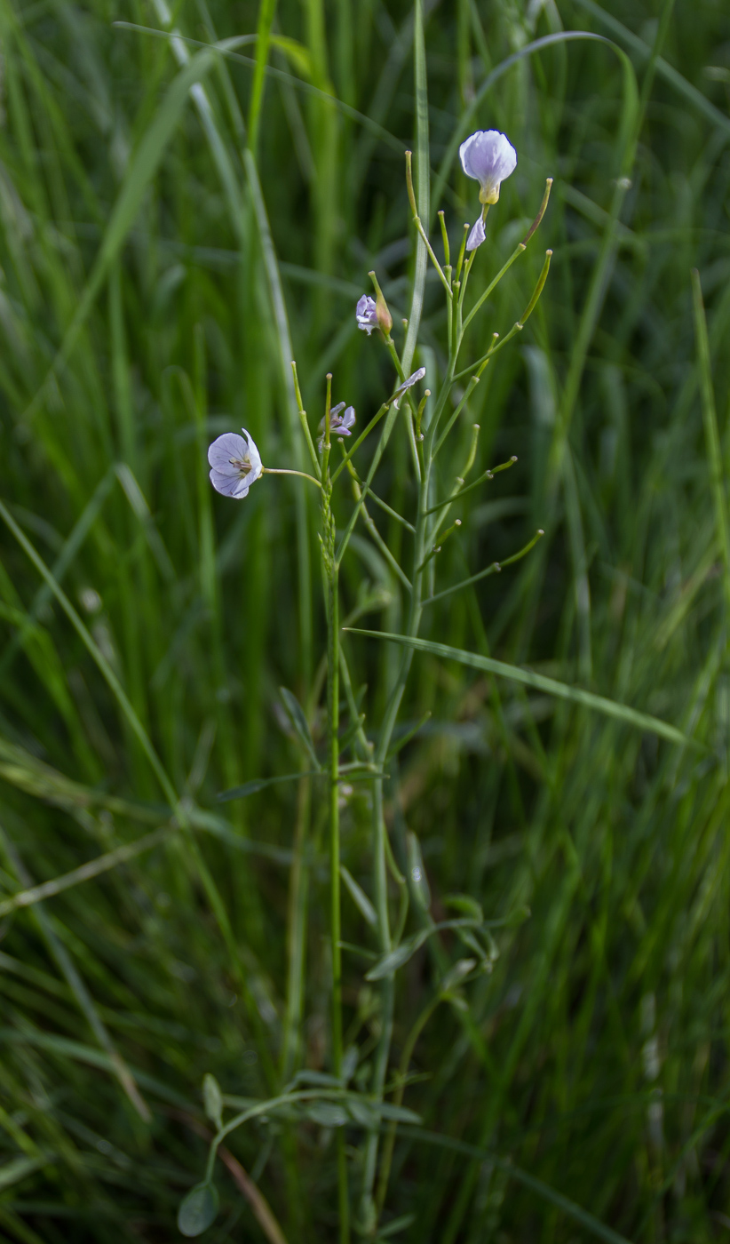 Image of Cardamine dentata specimen.