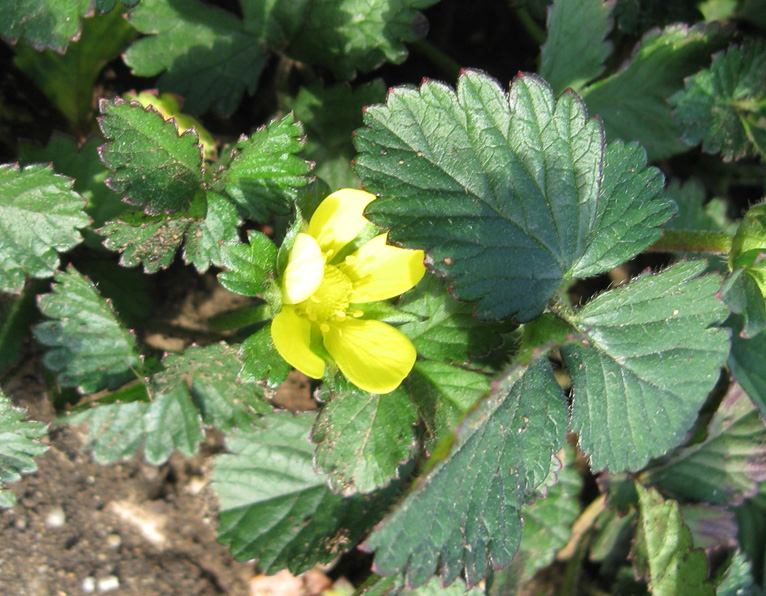 Изображение особи Duchesnea indica.