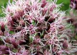 Eupatorium cannabinum