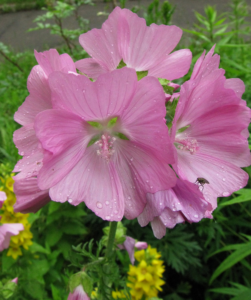 Image of Malva moschata specimen.