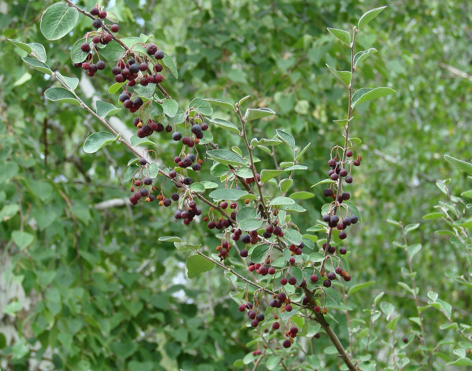 Image of Cotoneaster melanocarpus specimen.