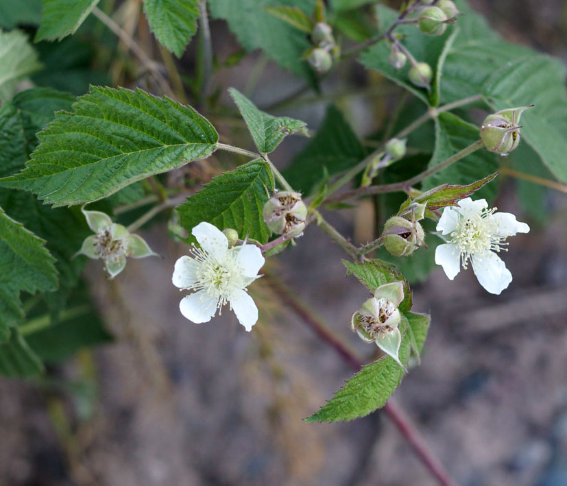 Image of Rubus caesius specimen.