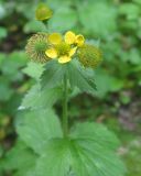 Geum macrophyllum. Верхушка цветущего и плодоносящего растения. Томск, парк \"Университетская роща\". 07.07.2009.