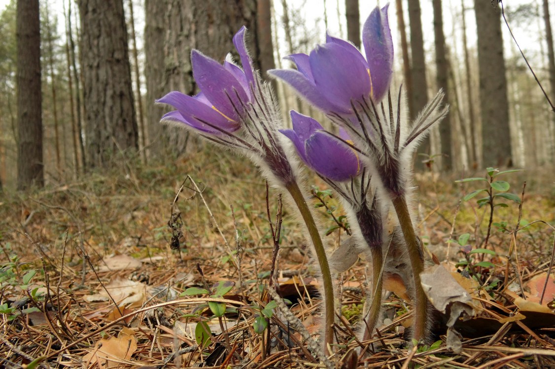 Изображение особи Pulsatilla patens.