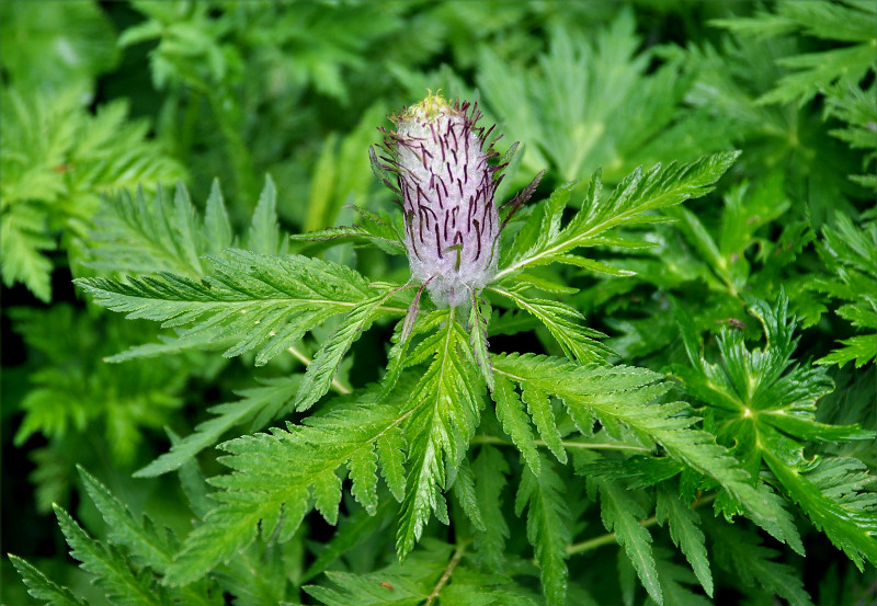 Image of Pedicularis atropurpurea specimen.