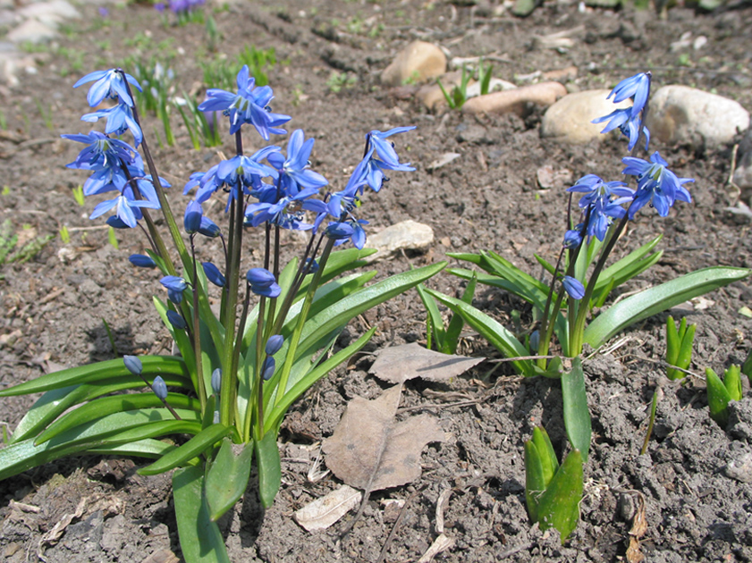 Изображение особи Scilla siberica.