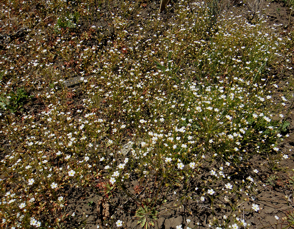 Image of Androsace lactiflora specimen.