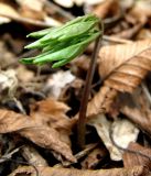 Cardamine quinquefolia