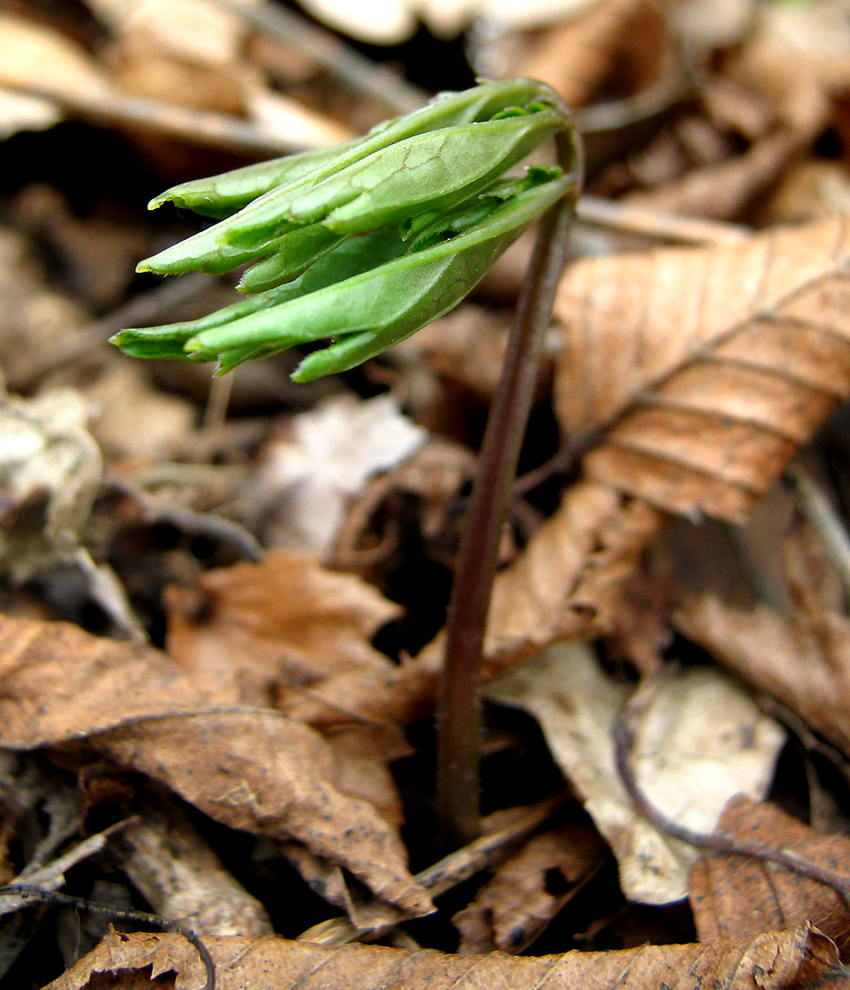 Image of Cardamine quinquefolia specimen.