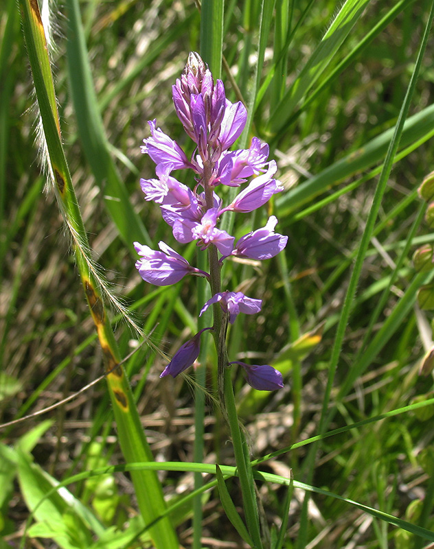 Image of Polygala cretacea specimen.