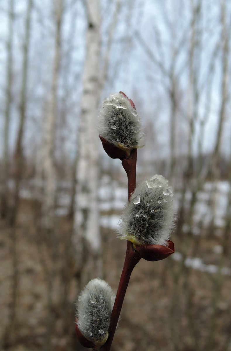 Image of Salix caprea specimen.