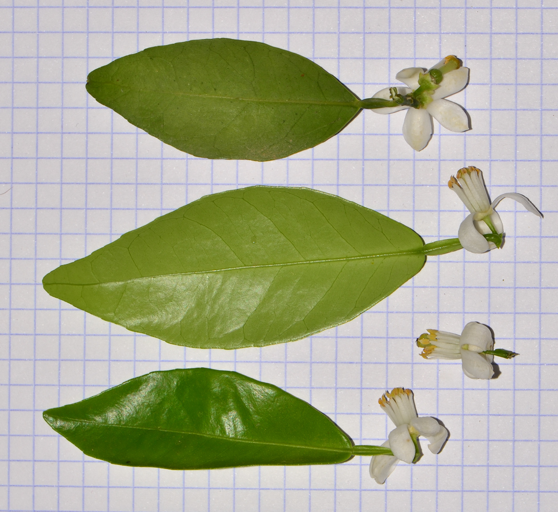 Image of Citrus reticulata specimen.