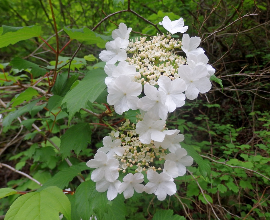 Изображение особи Viburnum opulus.