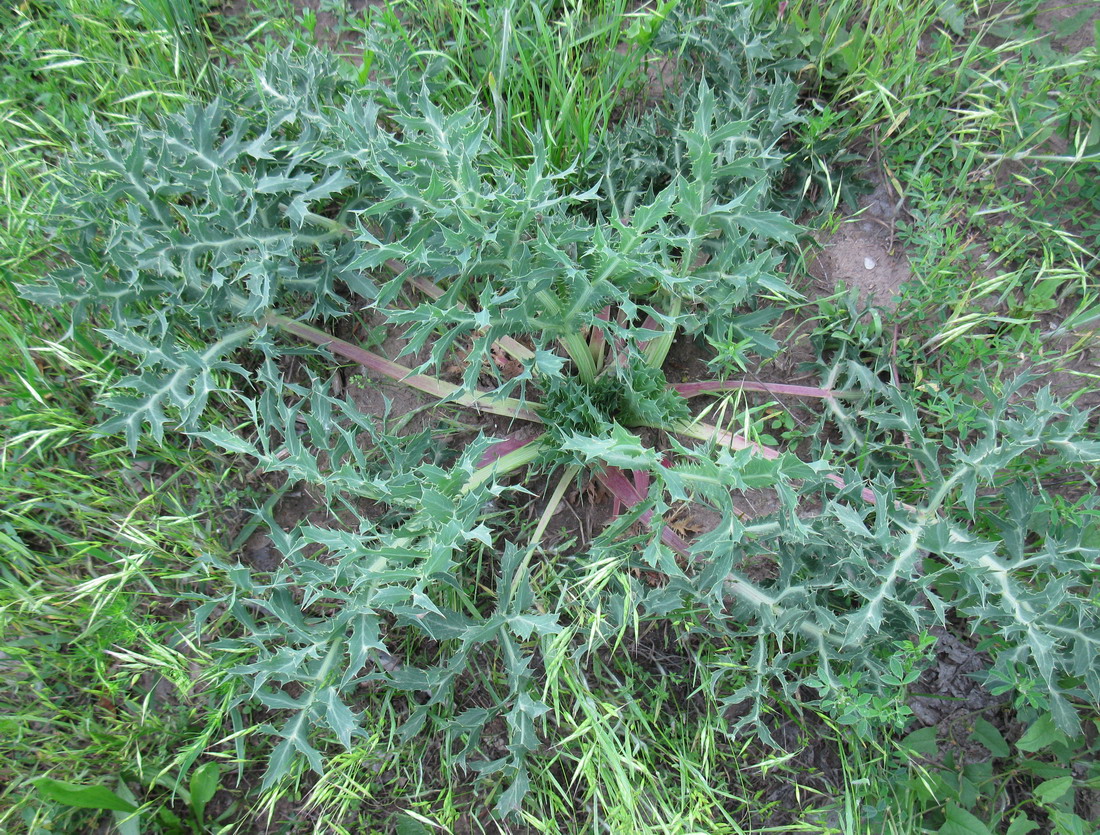 Image of Eryngium campestre specimen.