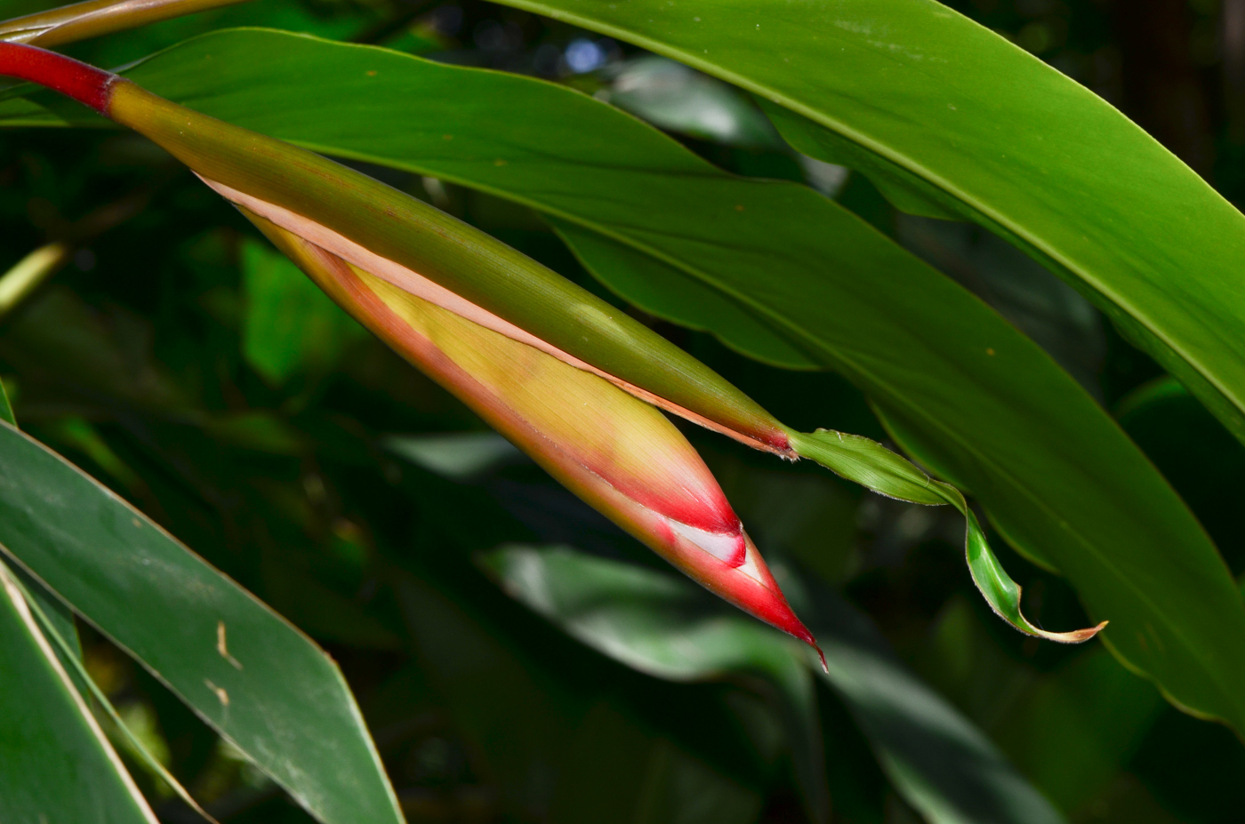 Image of Alpinia zerumbet specimen.