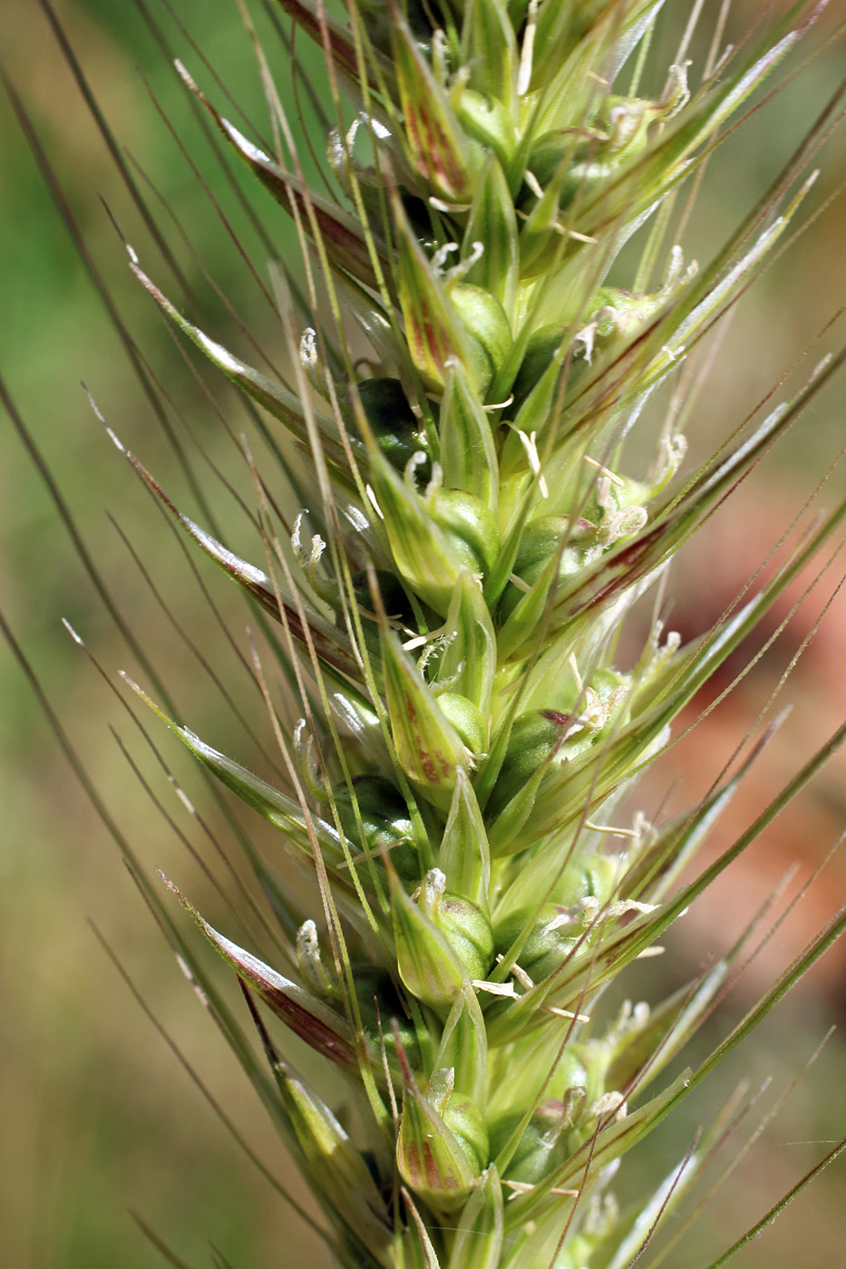 Image of Hordeum bulbosum specimen.