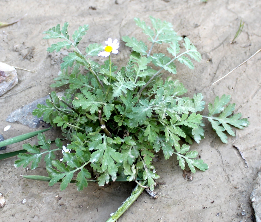 Изображение особи Pyrethrum parthenifolium.