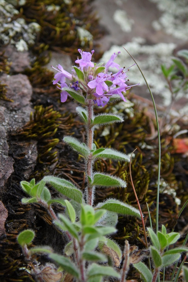 Image of genus Thymus specimen.