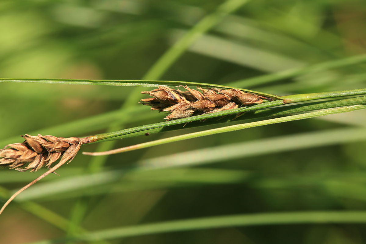 Image of Carex lasiocarpa specimen.