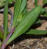 Plantago sarcophylla. Лист в верхней части растения (вид с обратной стороны). Израиль, Шарон, г. Герцлия, пос. Ноф Ям, высокий берег Средиземного моря. 01.02.2015.