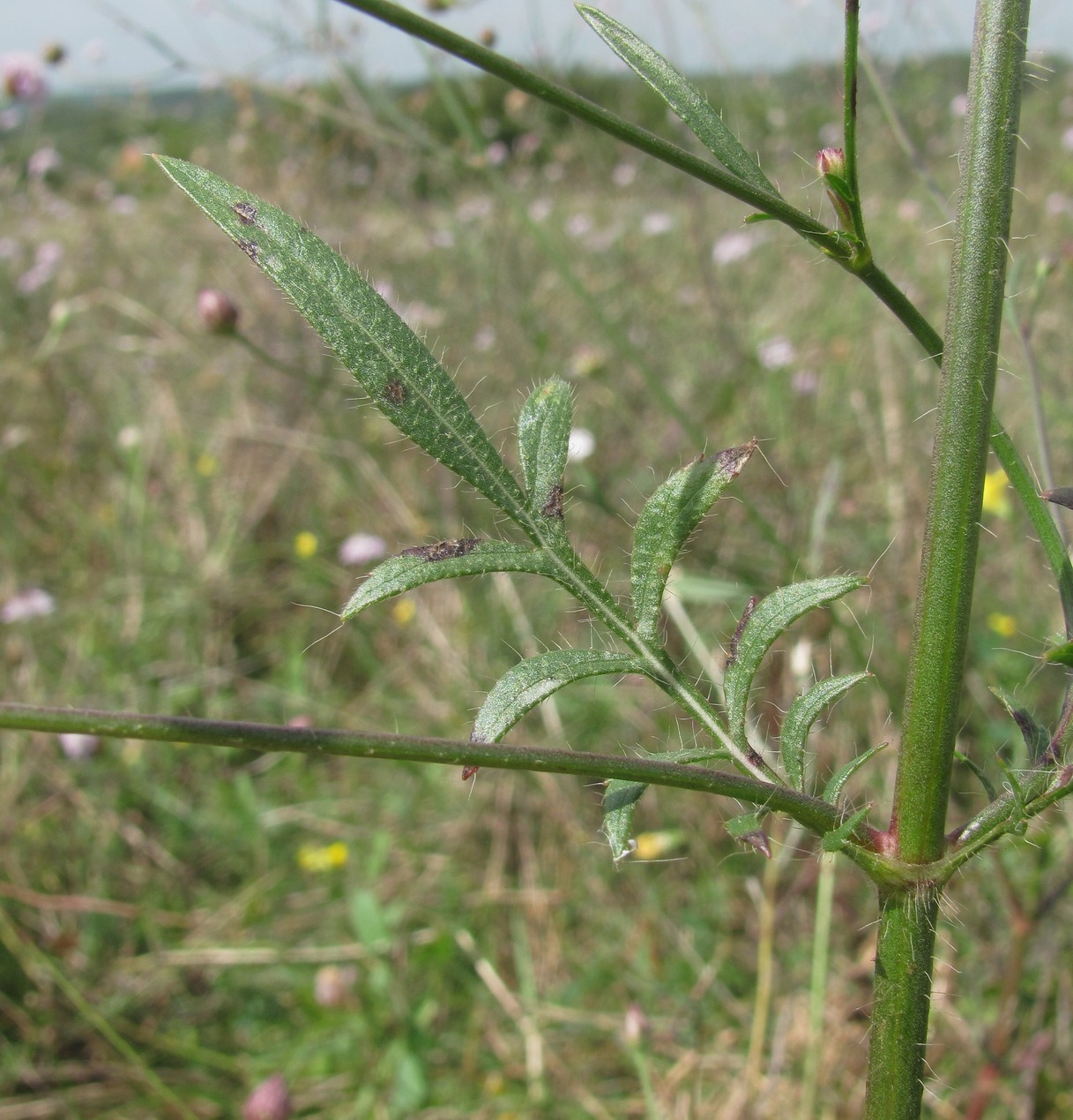 Image of Cephalaria transsylvanica specimen.