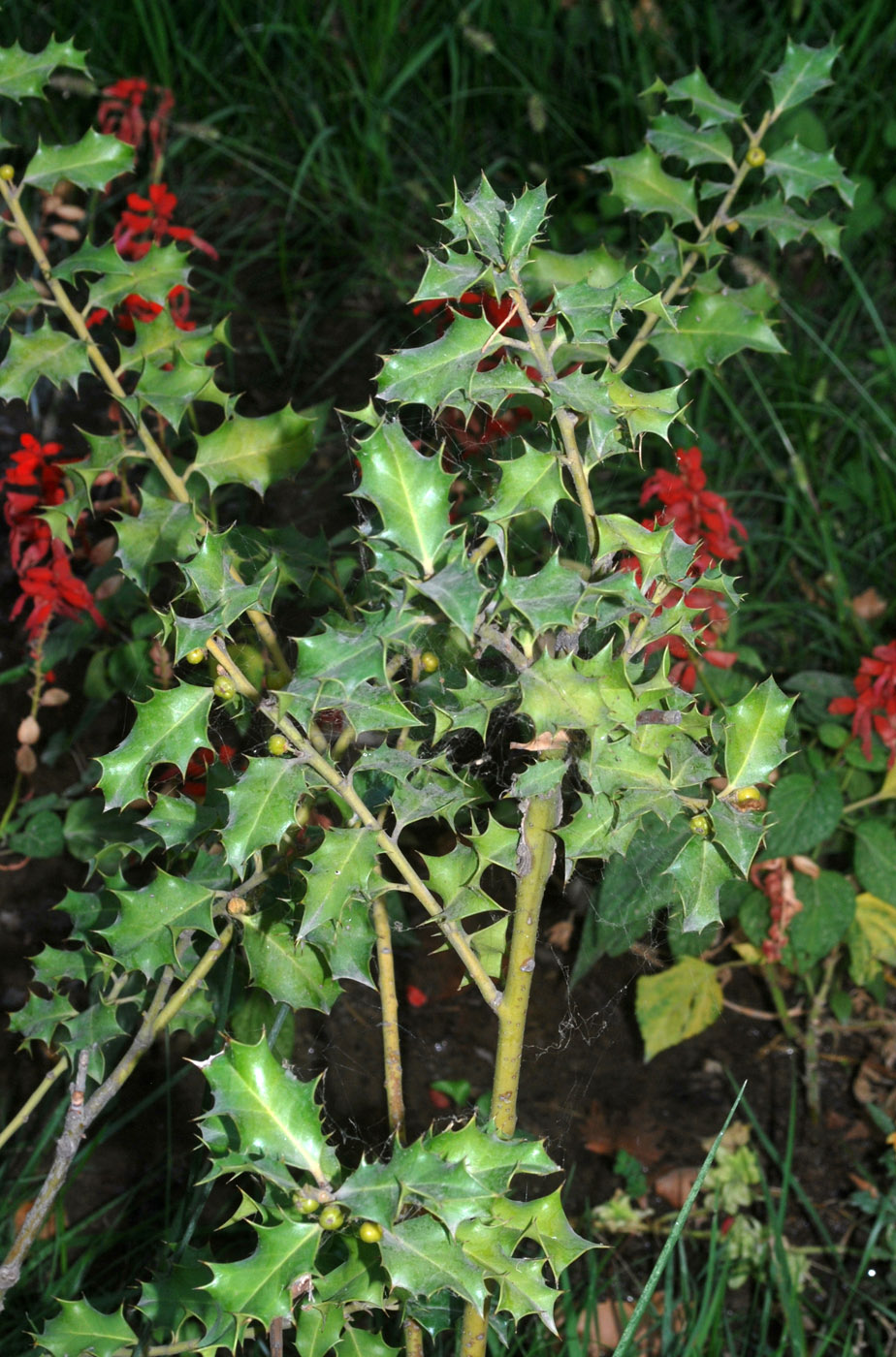 Изображение особи Ilex aquifolium.