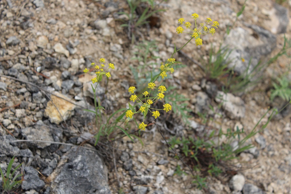 Image of Bupleurum multinerve specimen.