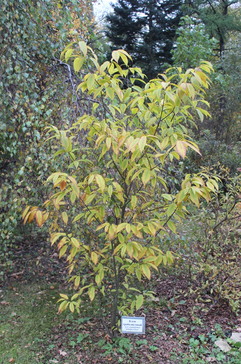 Image of Acer carpinifolium specimen.