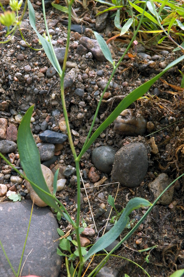 Изображение особи Bupleurum scorzonerifolium.