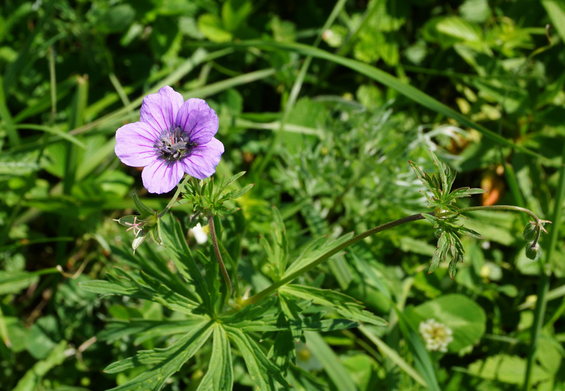 Изображение особи Geranium pseudosibiricum.