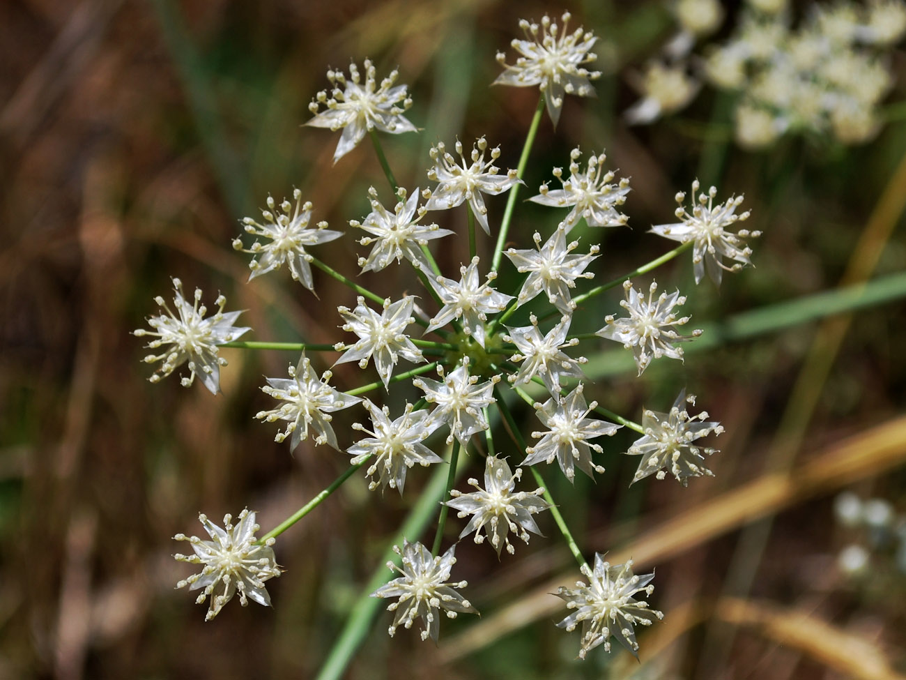 Image of Elaeosticta allioides specimen.