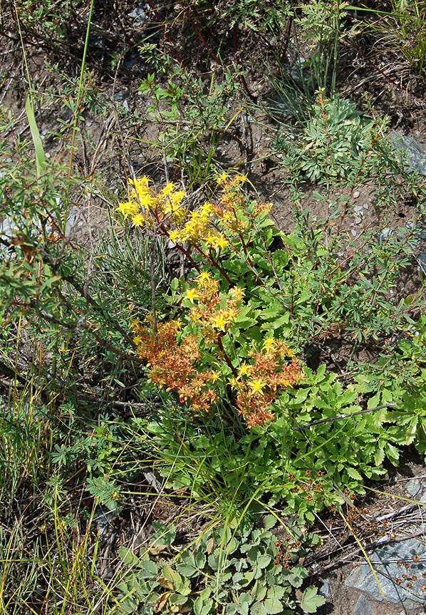 Image of Aizopsis hybrida specimen.