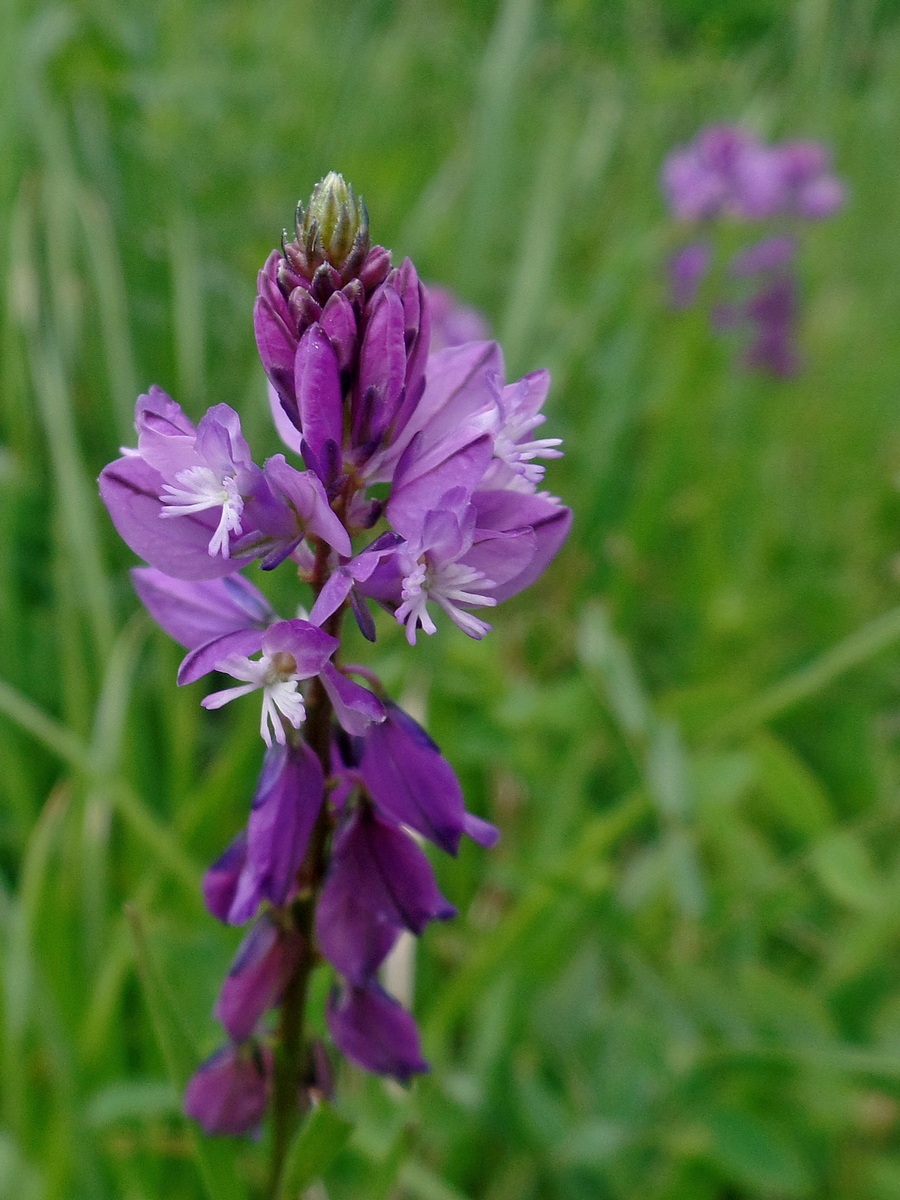 Изображение особи Polygala hybrida.