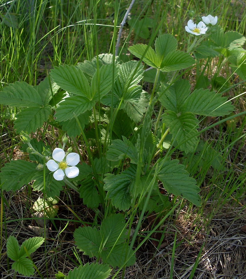 Изображение особи Fragaria &times; ananassa.