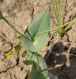 Image of taxon representative. Author is Роланд Цандекидис