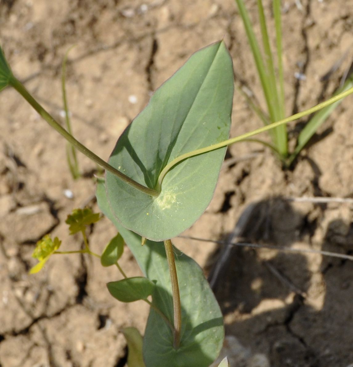 Image of Bupleurum subovatum specimen.