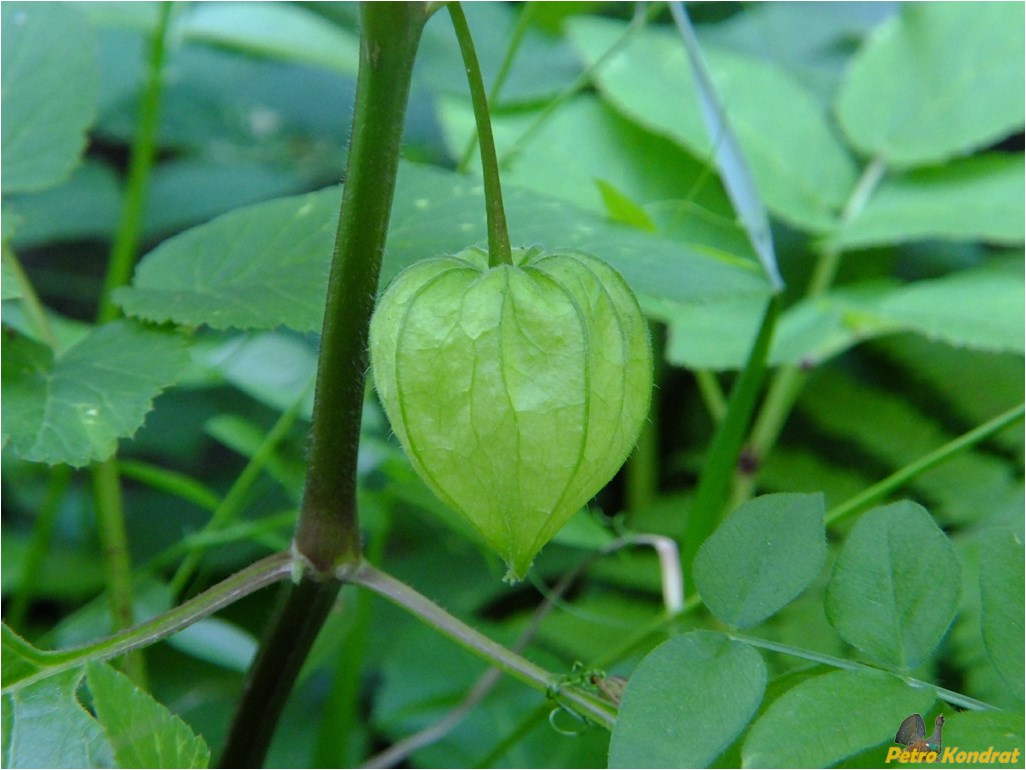 Image of Alkekengi officinarum specimen.