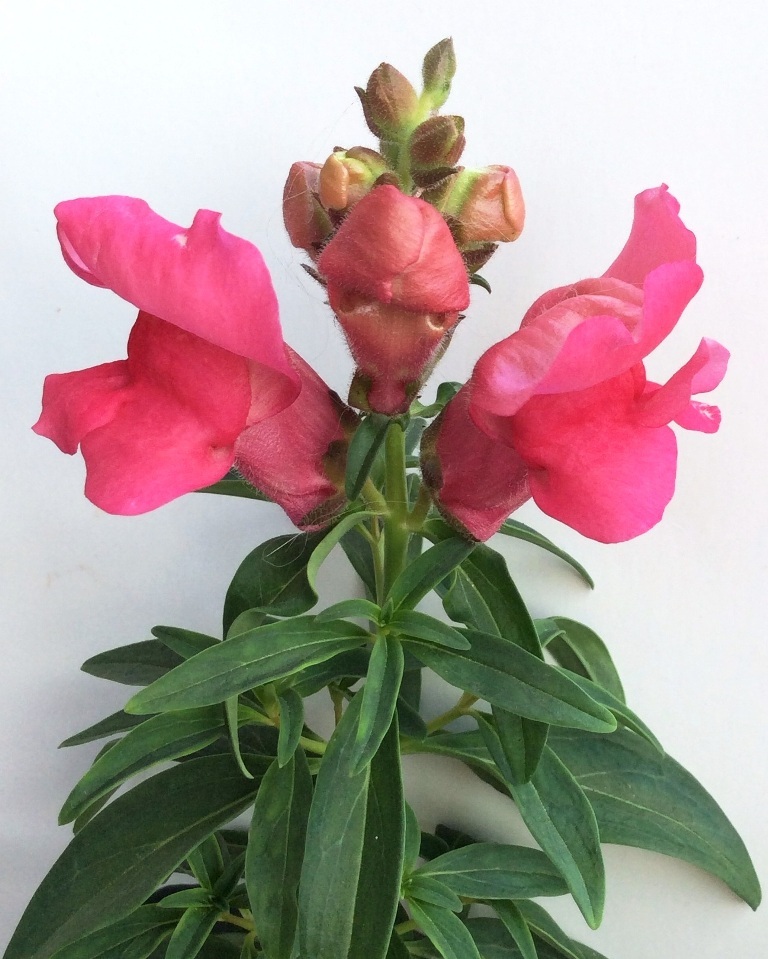 Изображение особи Antirrhinum majus.