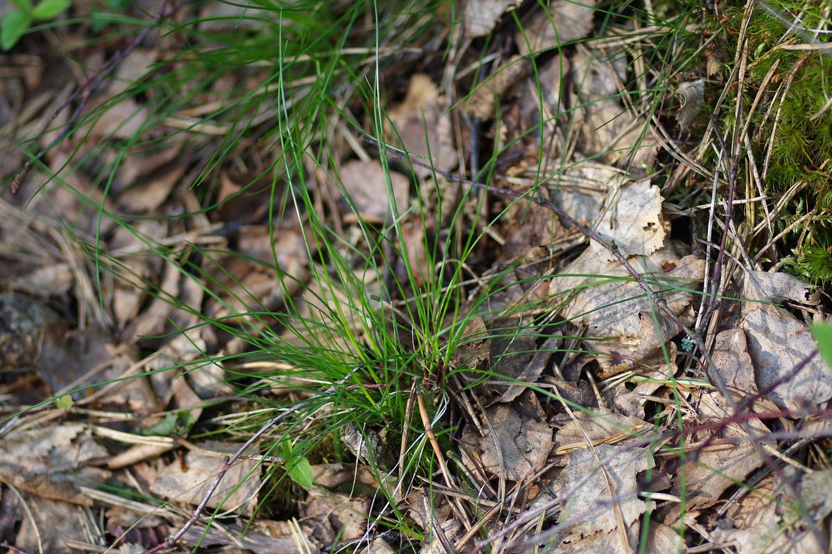 Image of Avenella flexuosa specimen.