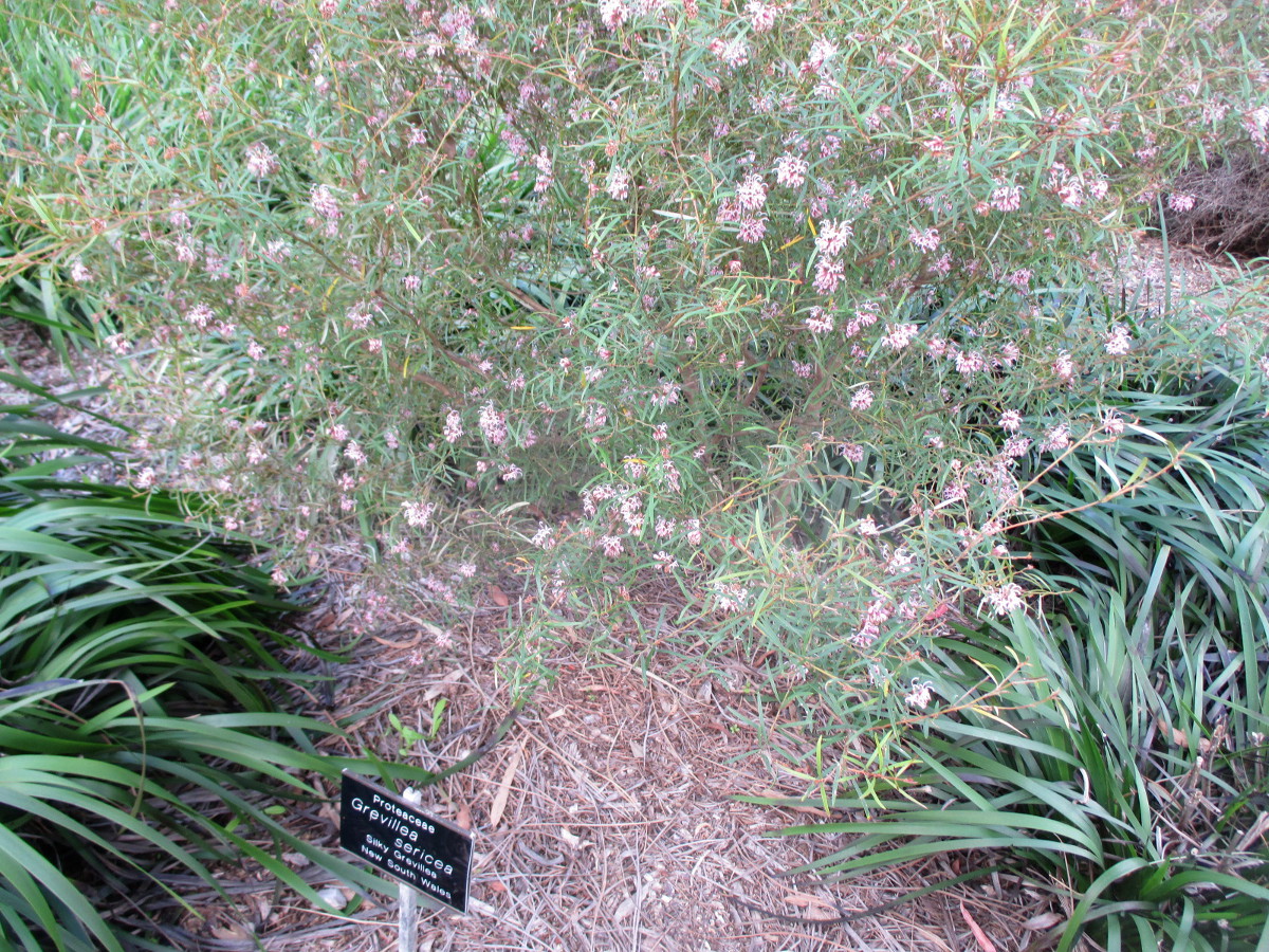 Image of Grevillea sericea specimen.