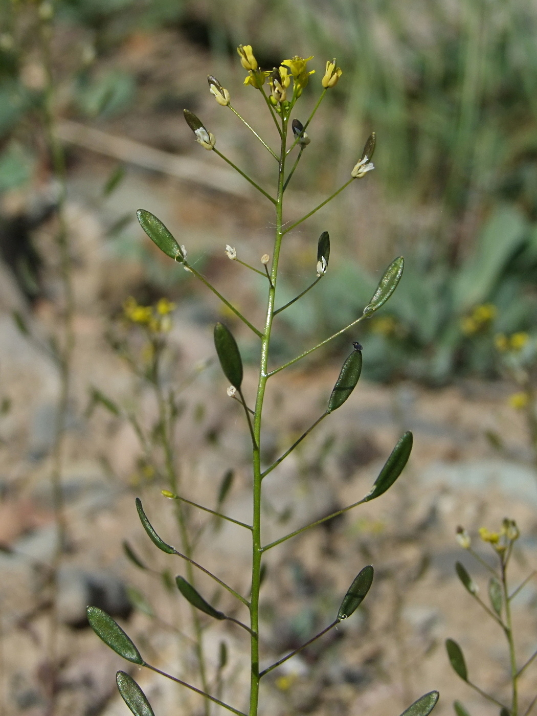 Image of Draba nemorosa specimen.