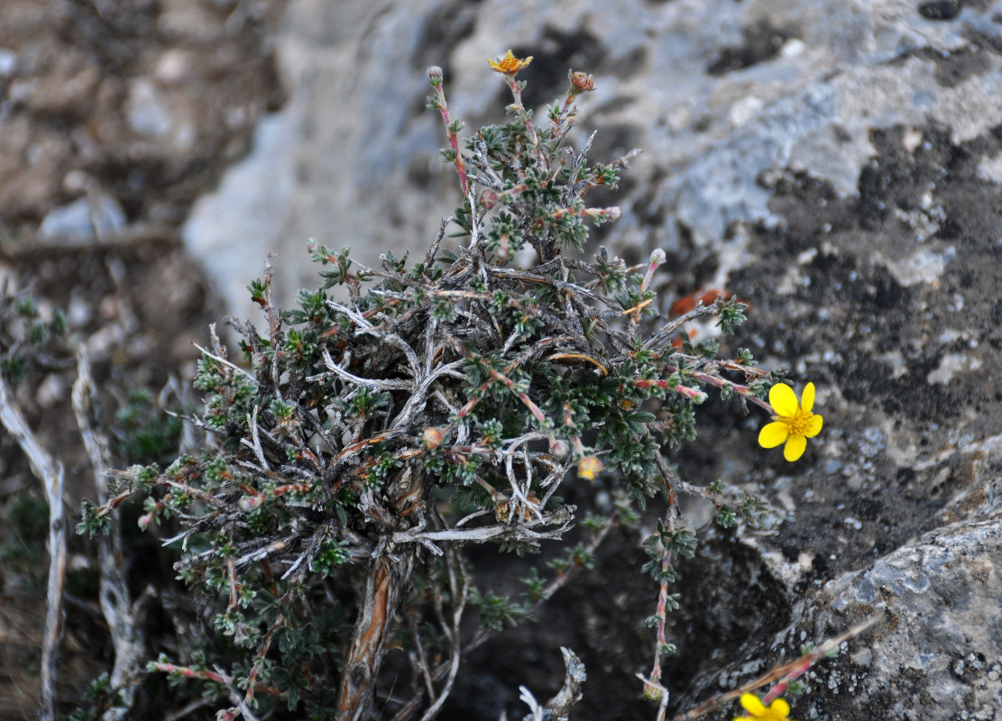 Image of Dasiphora phyllocalyx specimen.