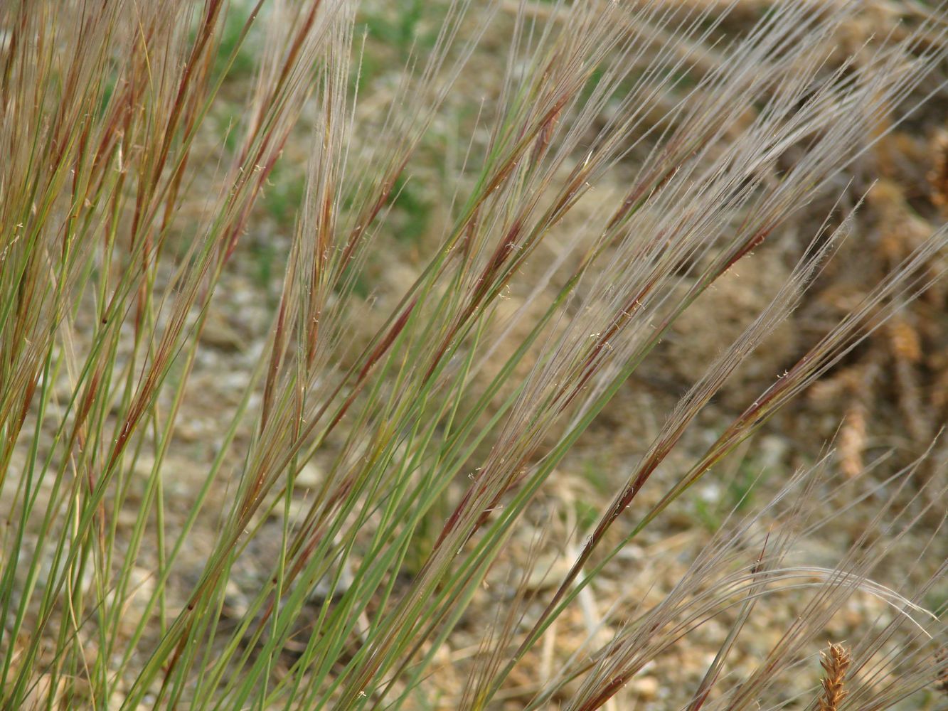 Изображение особи Stipa glareosa.