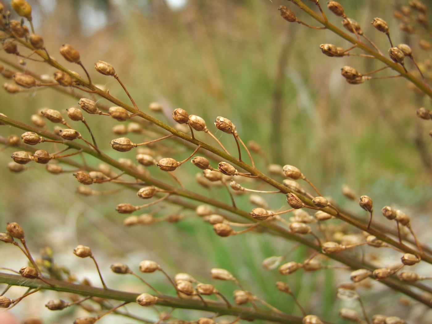 Image of Rorippa barbareifolia specimen.