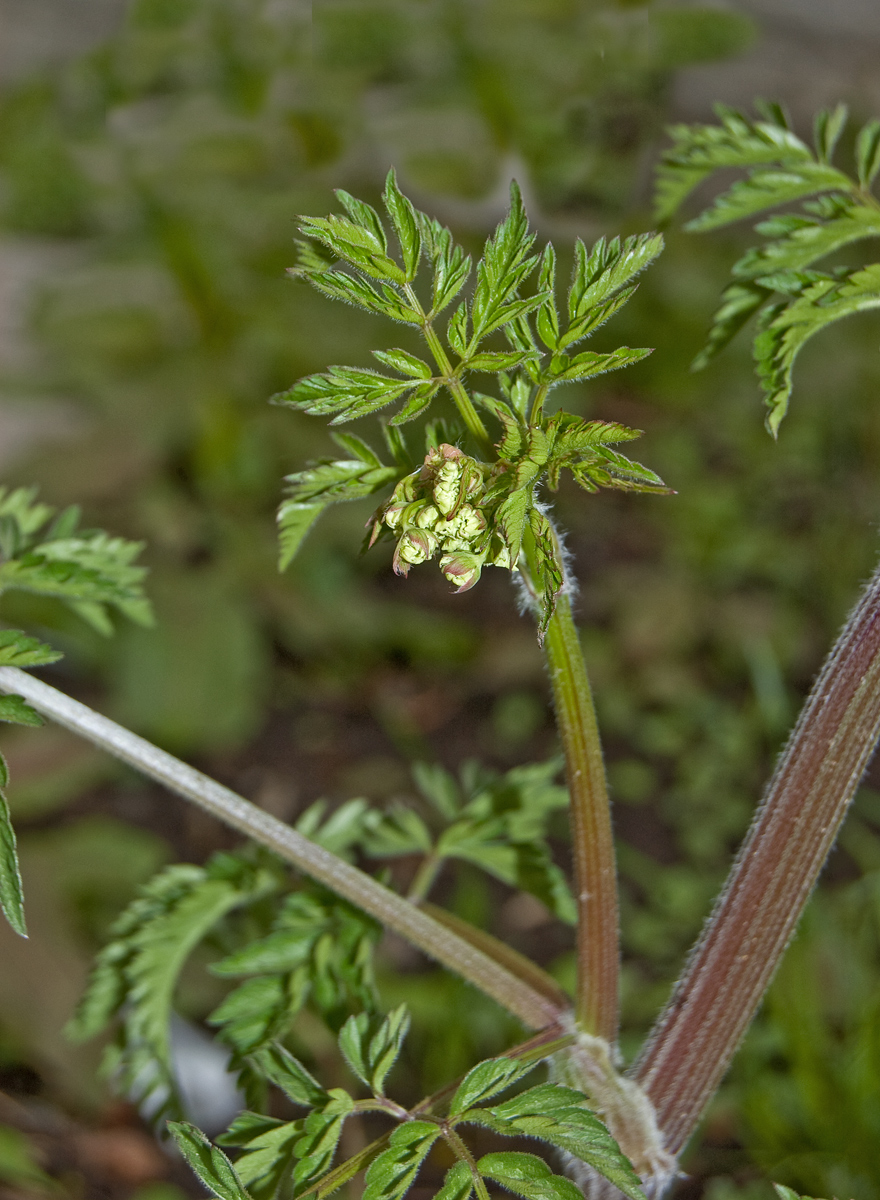 Image of Anthriscus sylvestris specimen.