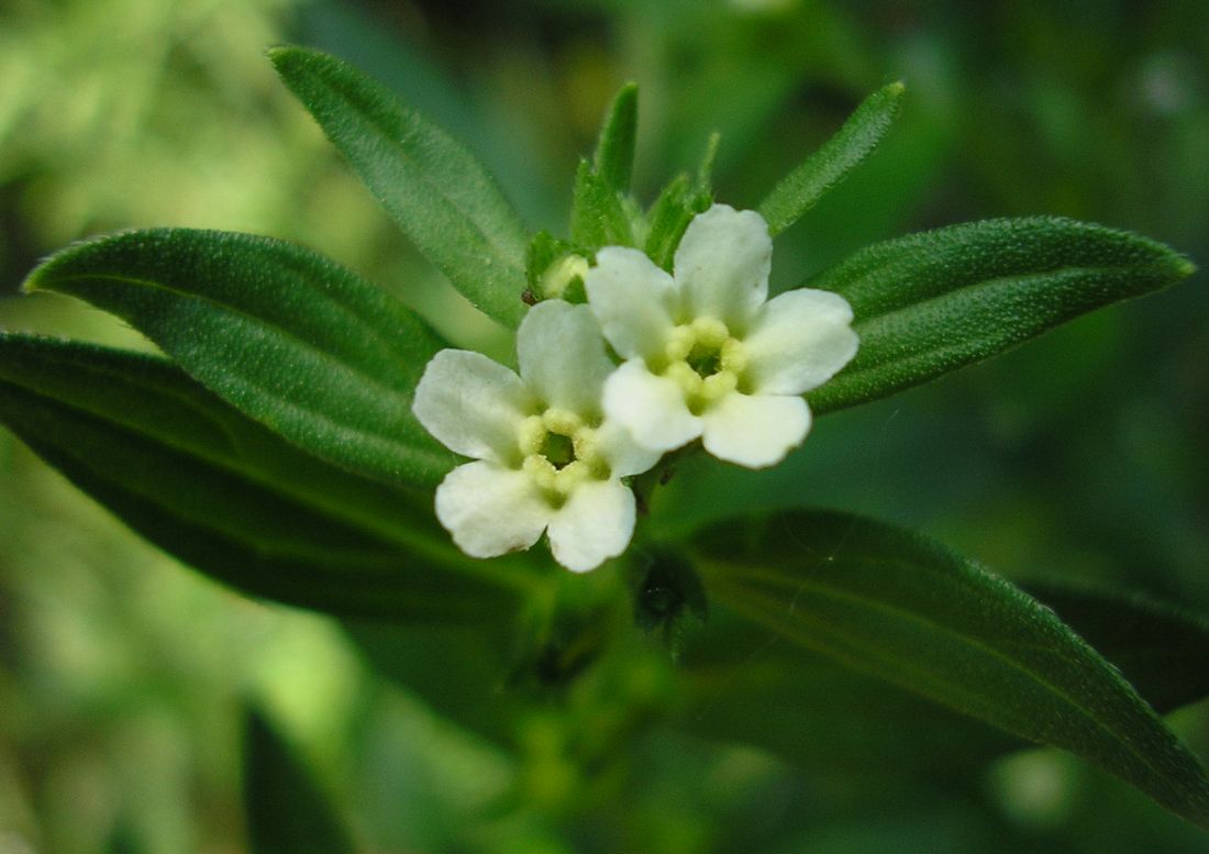 Изображение особи Lithospermum officinale.