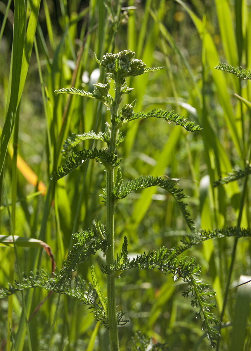 Изображение особи Achillea millefolium.