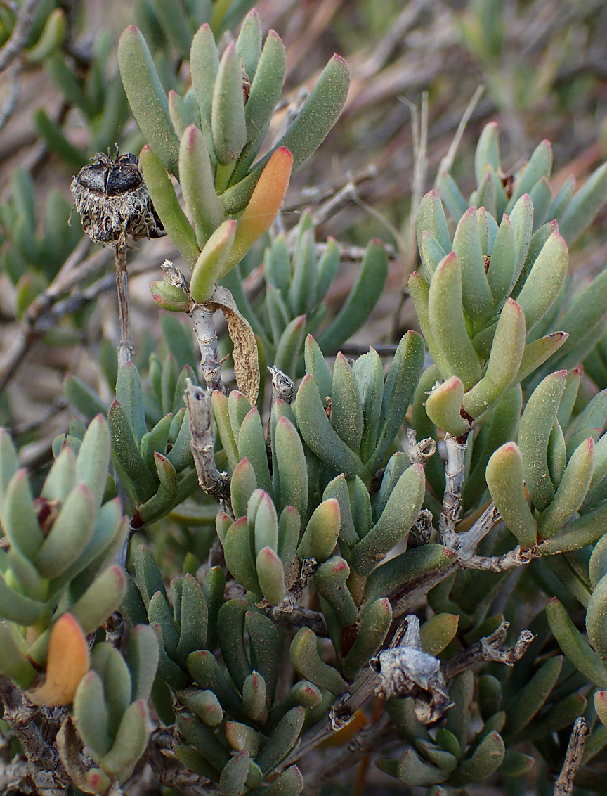 Изображение особи Lampranthus falcatus.