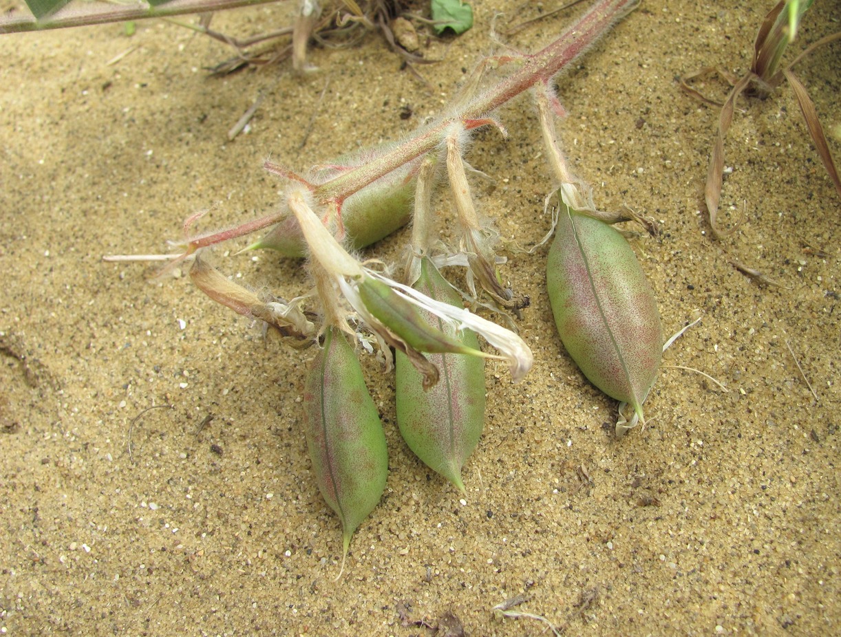 Image of Astragalus longipetalus specimen.